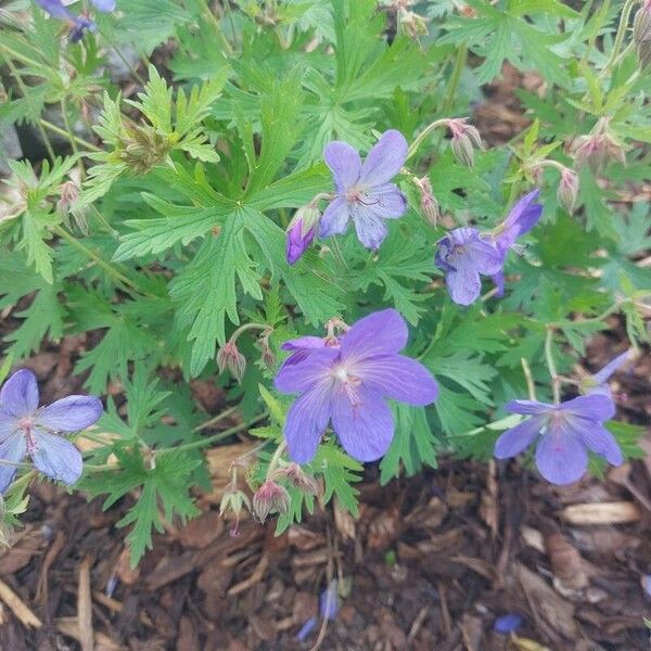 Geranium pratense Fleur