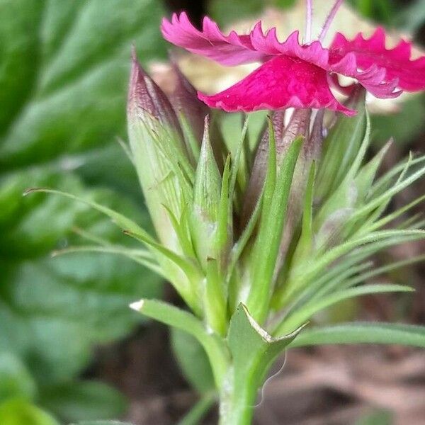 Dianthus barbatus Květ