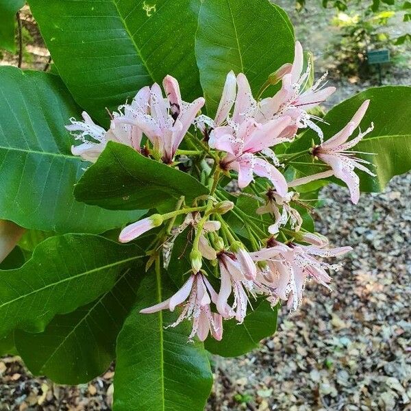 Calodendrum capense Altres