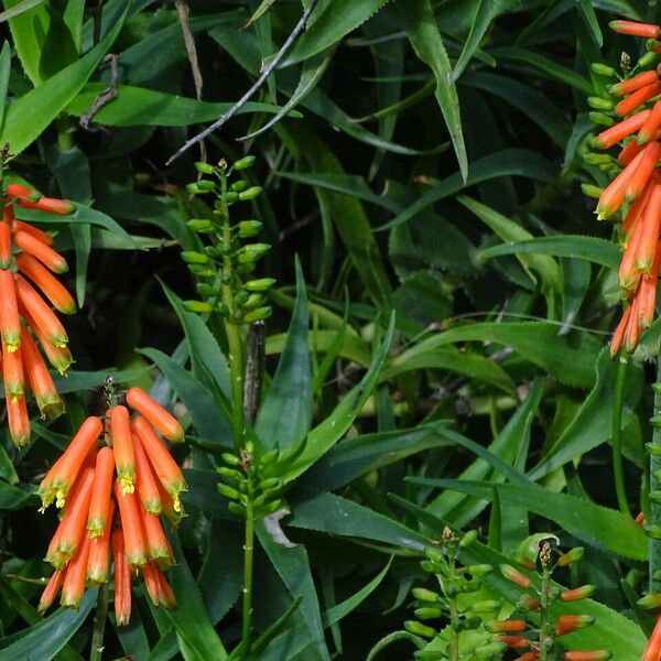 Aloiampelos ciliaris Flower