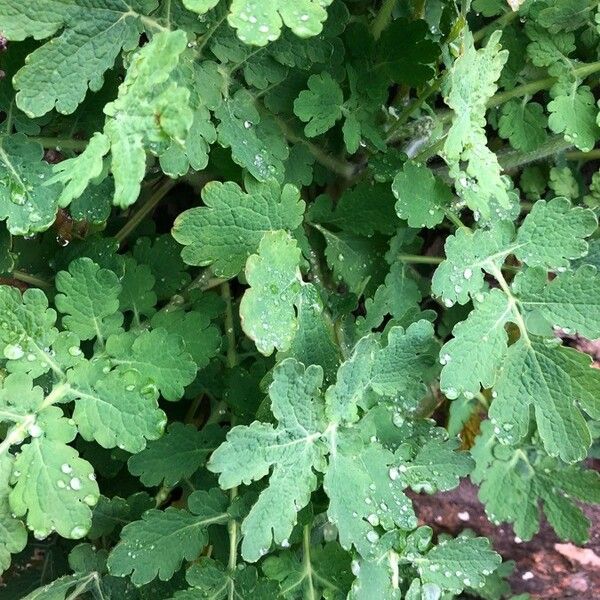 Chelidonium majus Deilen