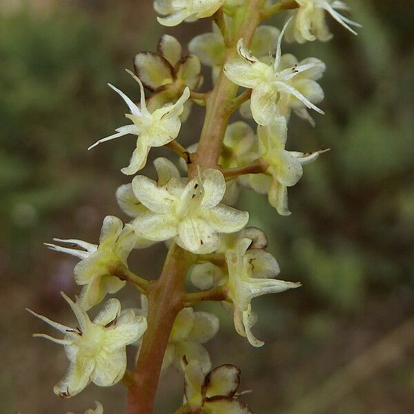 Anredera cordifolia Blodyn