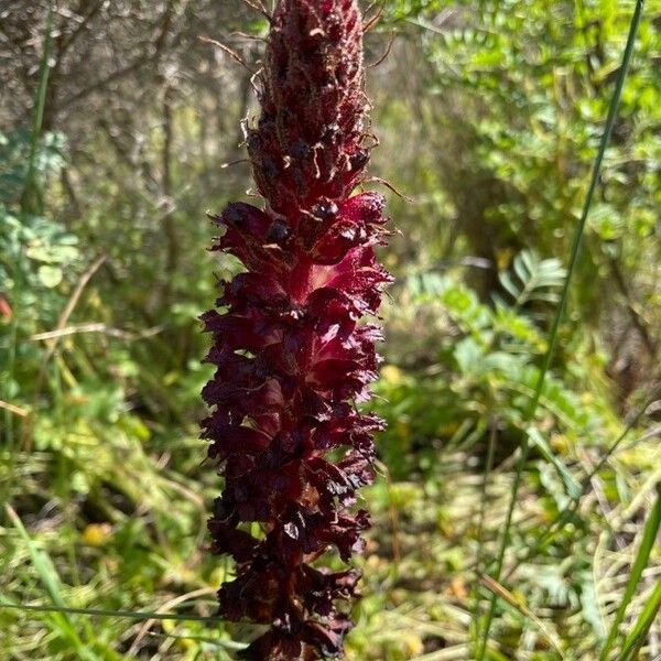 Orobanche foetida Cvet