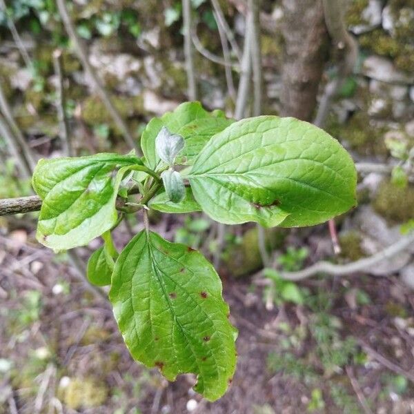 Cornus sanguinea Лист