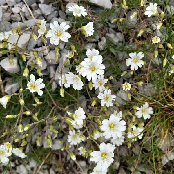 Cerastium alpinum 花