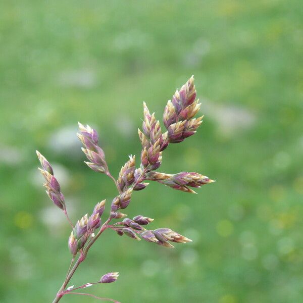 Poa alpina Flower