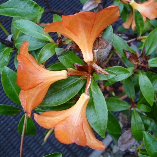 Rhododendron acrophilum Květ