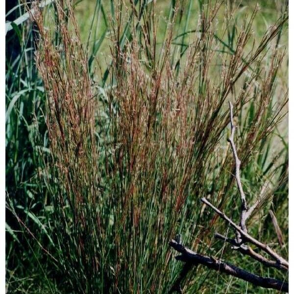 Schizachyrium scoparium Elinympäristö