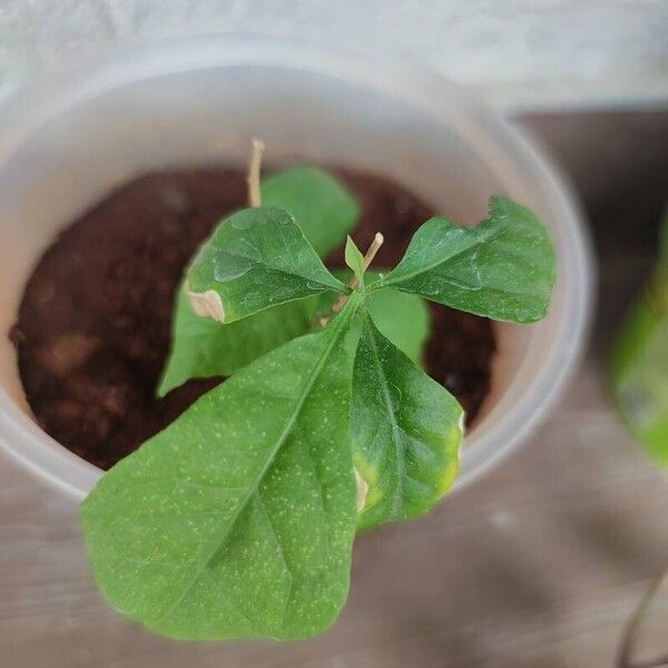 Aegle marmelos Leaf