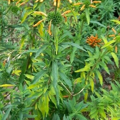 Leonotis leonurus عادت داشتن