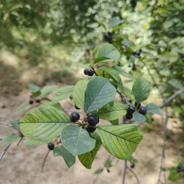 Frangula alnus Leaf