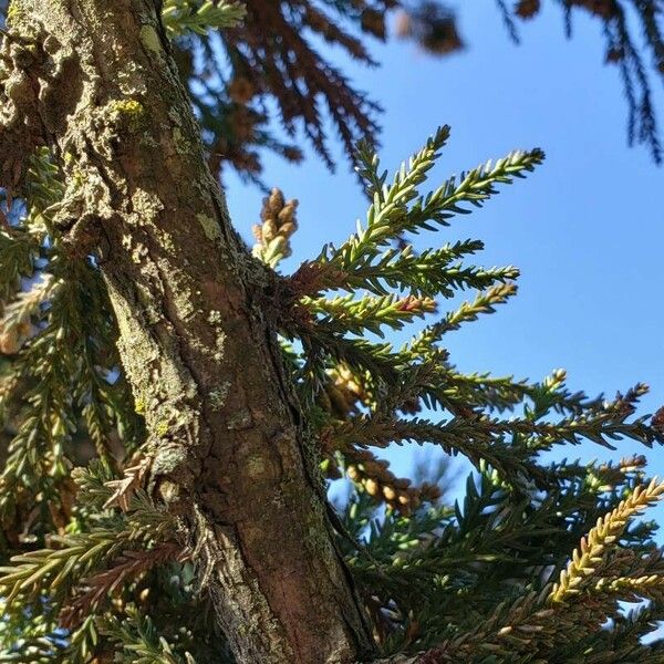 Cryptomeria japonica Hostoa