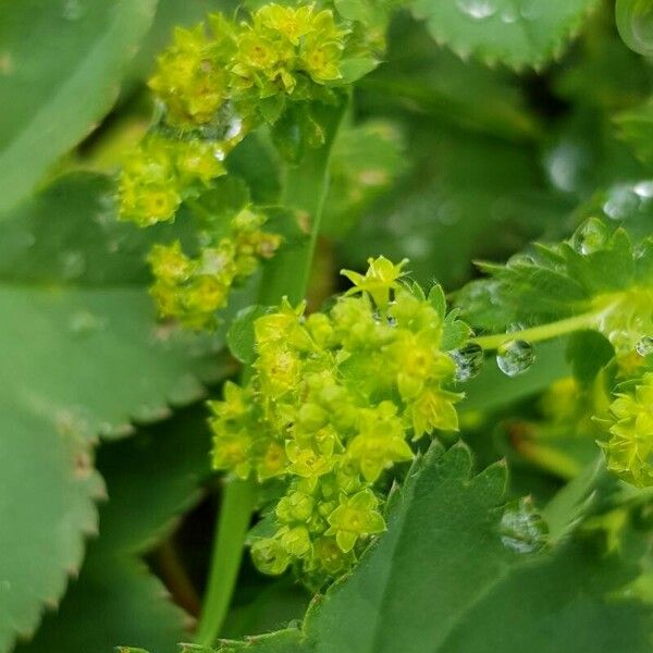 Alchemilla monticola Цветок