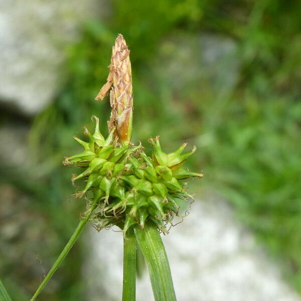 Carex lepidocarpa Bloem