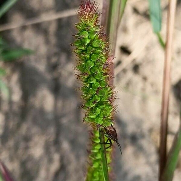 Setaria verticillata Плод