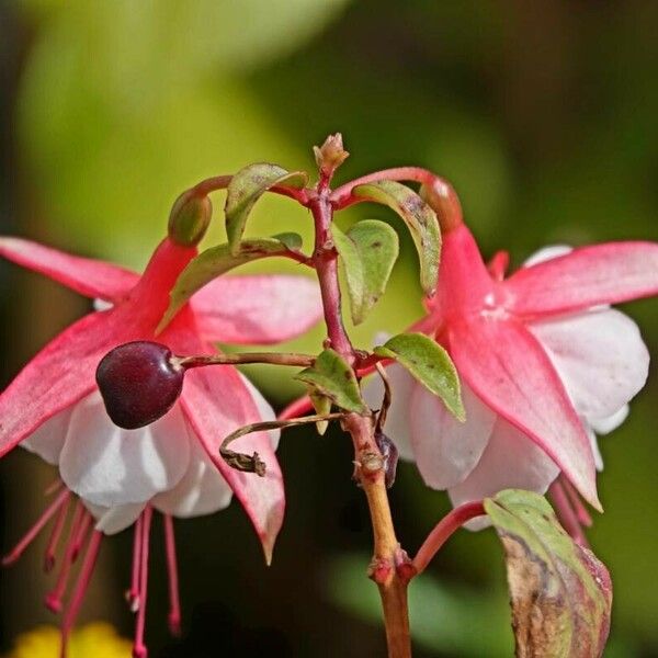 Fuchsia magellanica Kukka