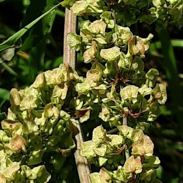 Rumex longifolius Fruto