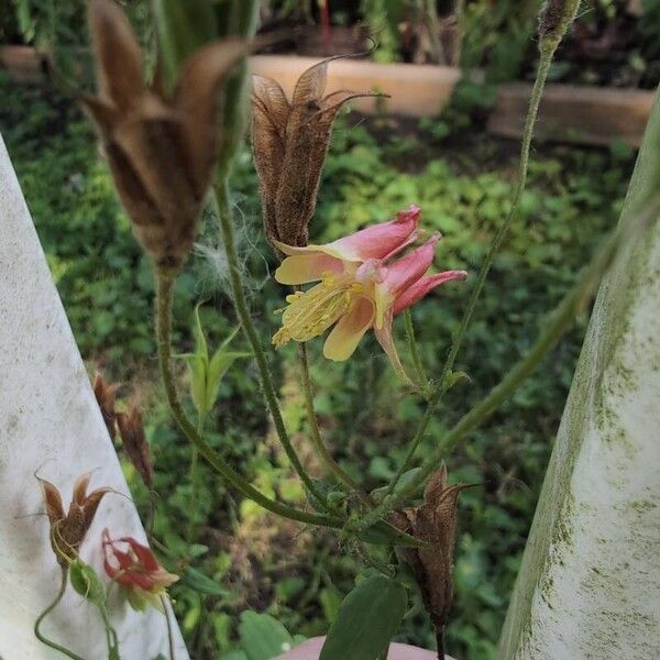 Aquilegia canadensis Цвят