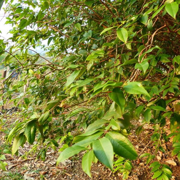 Eugenia uniflora Leaf