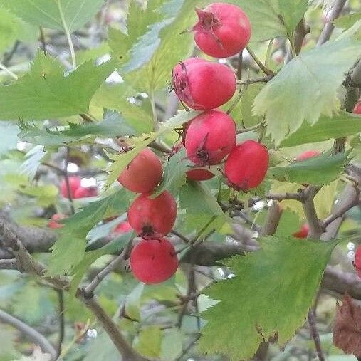 Crataegus coccinea Ffrwyth