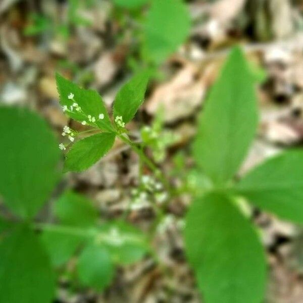 Cryptotaenia canadensis 花