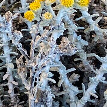 Achillea maritima Bloem