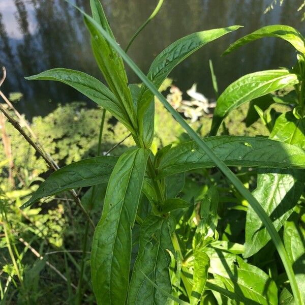 Lythrum salicaria 葉