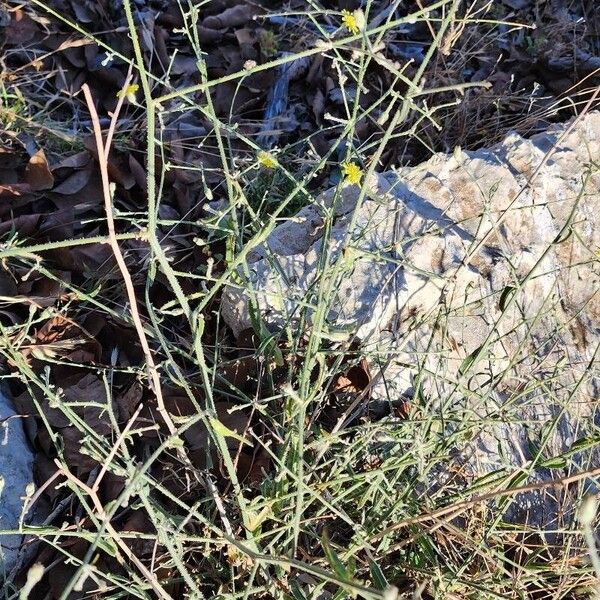 Picris strigosa Habit