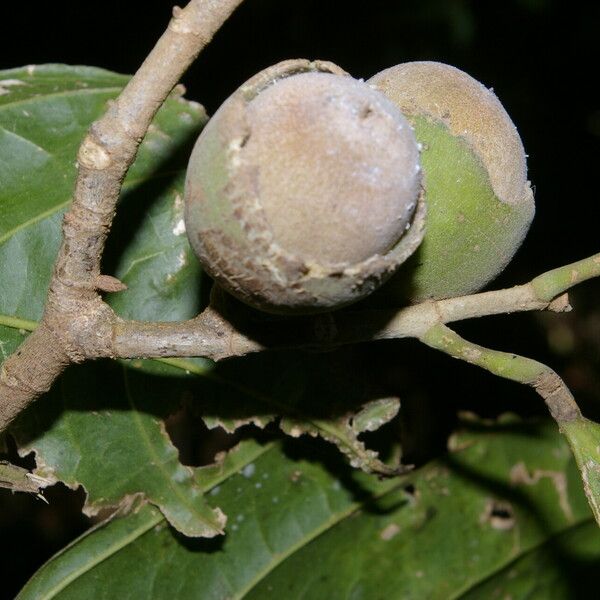 Quararibea funebris Plod