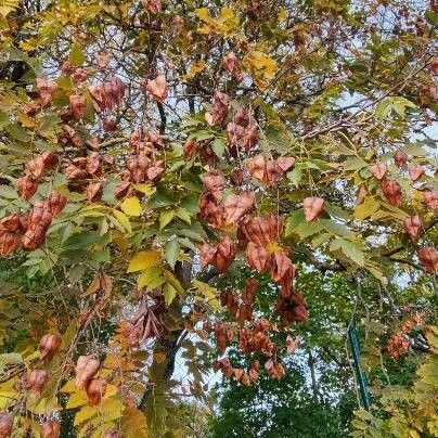 Koelreuteria paniculata Gyümölcs
