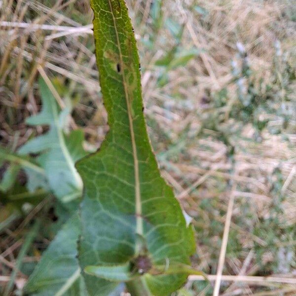 Sonchus arvensis Leaf