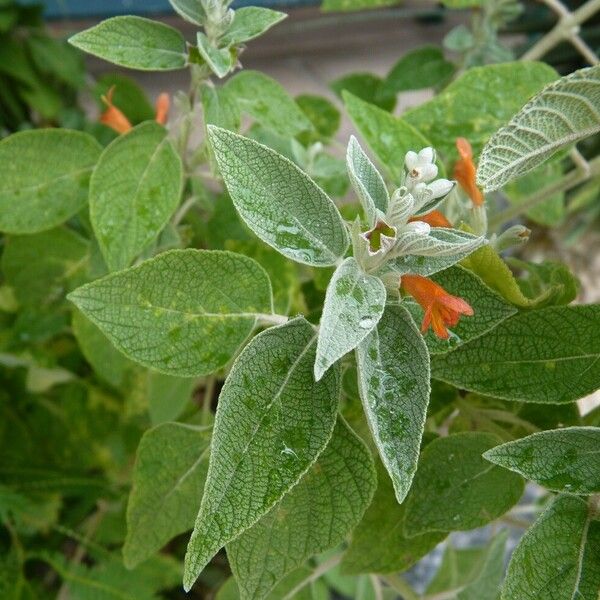 Colquhounia coccinea Blatt