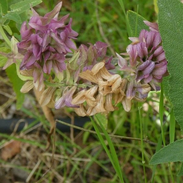 Salvia canariensis Blüte