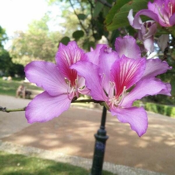 Bauhinia variegata 花