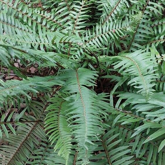 Polystichum munitum Blatt