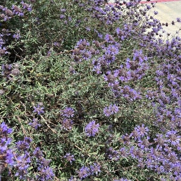 Salvia clevelandii Flower