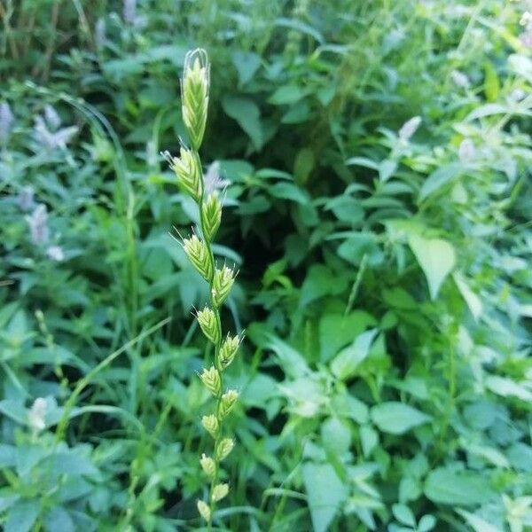 Lolium multiflorum Fiore