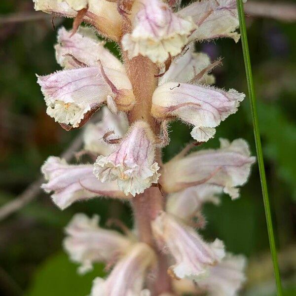 Orobanche picridis Цветок