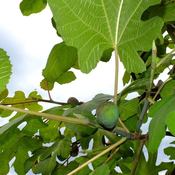 Ficus carica Лист