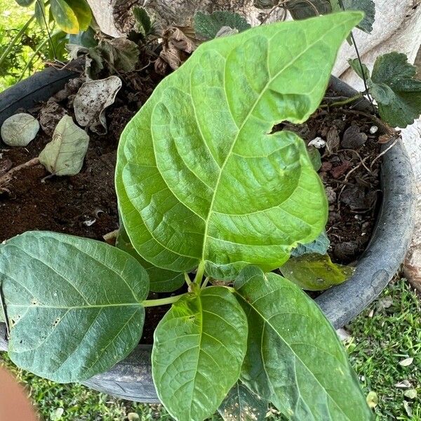 Ficus septica Blatt