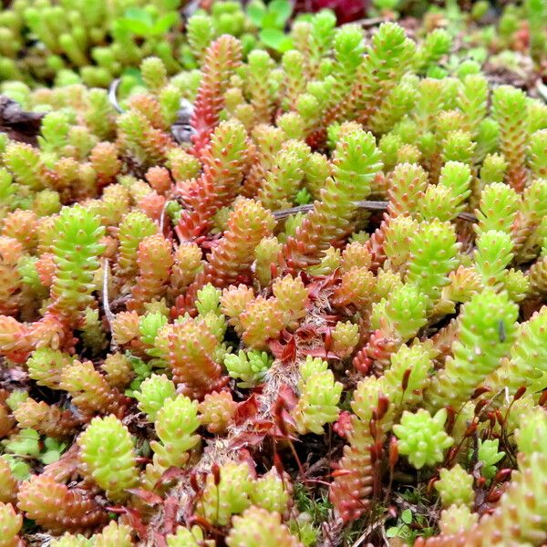 Sedum sexangulare Habit