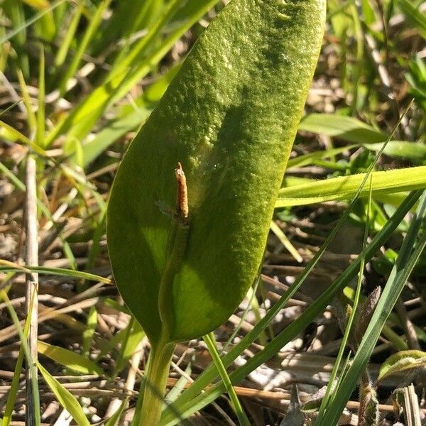 Ophioglossum vulgatum Feuille