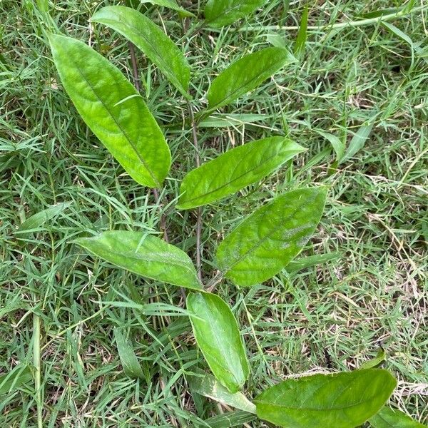 Paederia foetida Leaf