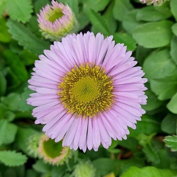 Erigeron glaucus Flower