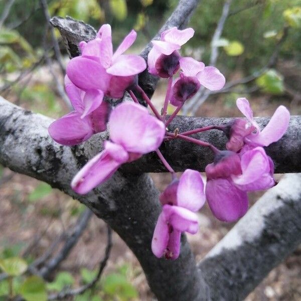 Cercis canadensis Blüte