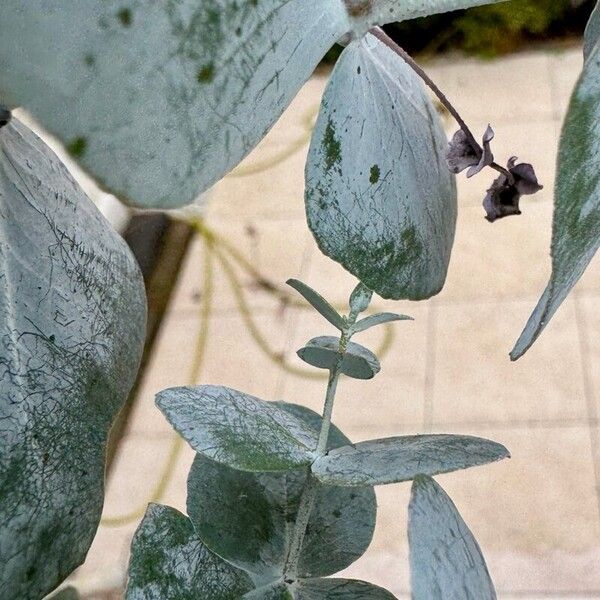 Eucalyptus cinerea Leaf