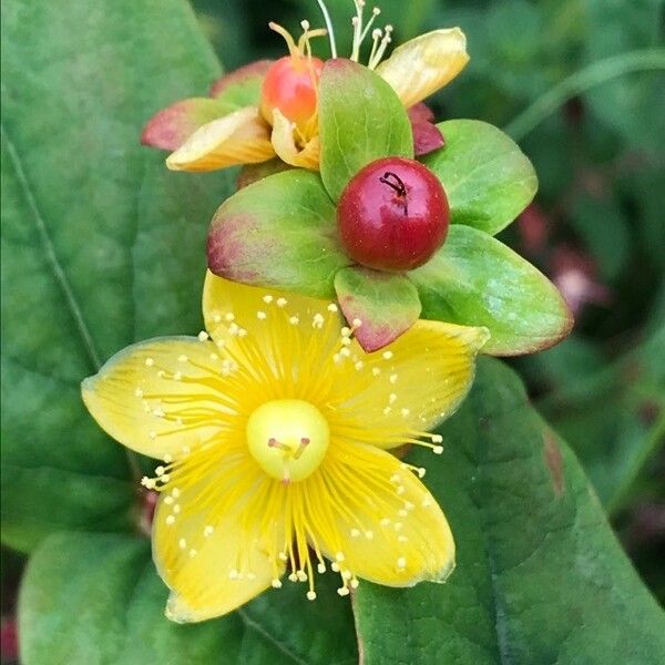 Hypericum androsaemum Квітка