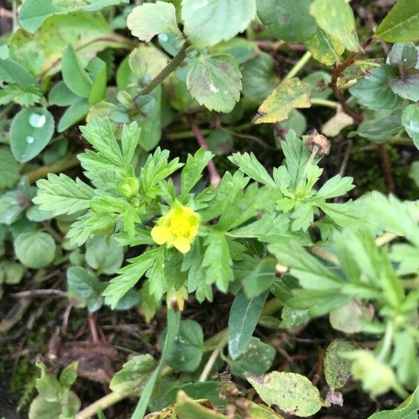 Potentilla supina Цветок