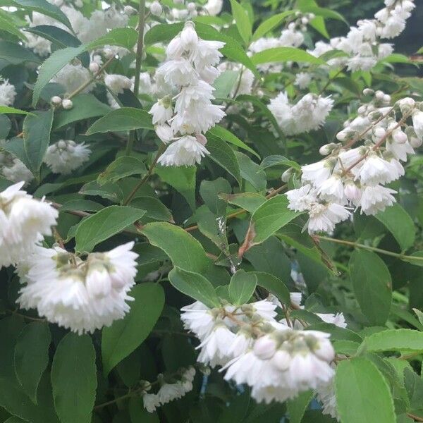 Deutzia gracilis 花