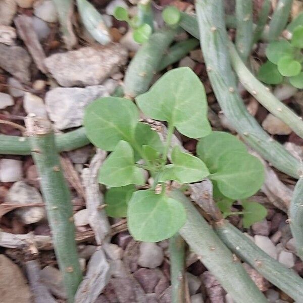 Baculellum articulatum Folha